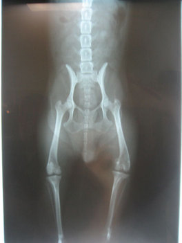 Penis X Rays 9