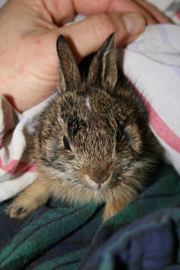 Little Miss Bunny! - Wild Things Sanctuary