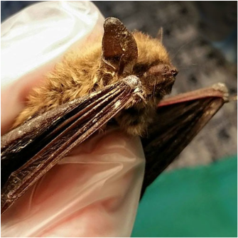 A Little brown bat with White-nose Syndrome at Wild Things Sanctuary